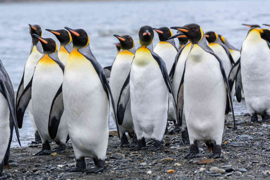 Pingüino Rey - islas Georgias del Sur 093.jpg